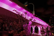 I-35W St. Anthony Bridge Event Lighting