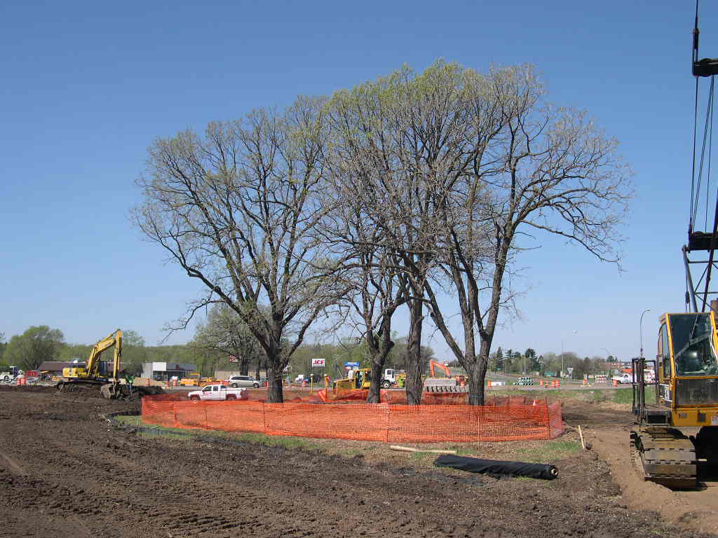 Oak trees along MnDOT right of way