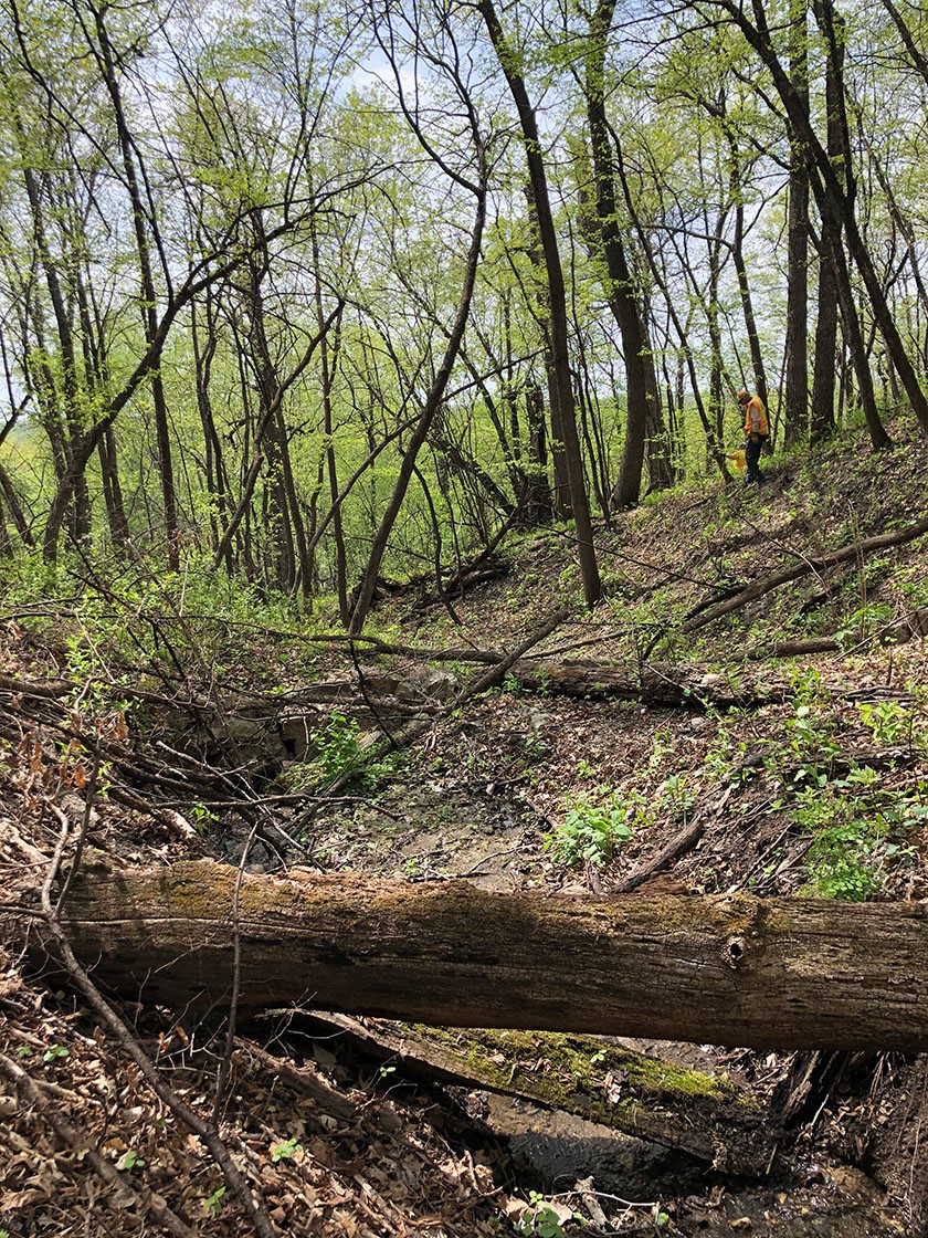 Photo of hillside at New Ulm Spring site.